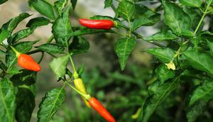 Tanaman Cabai (Foto: pixabay/senjakelabu29)