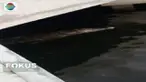 Tim gabungan kembali berpatroli untuk mencari buaya di seputar dermaga Pondok Dayung. Diduga karena perairan sekitarnya  tercemar, buaya sepanjang tiga meter ini keluar dari habitatnya.