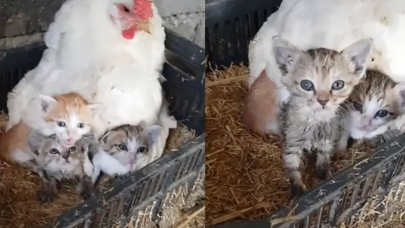 Viral Aksi Induk Ayam “Mengerami” Kucing Bikin Gemas Warganet