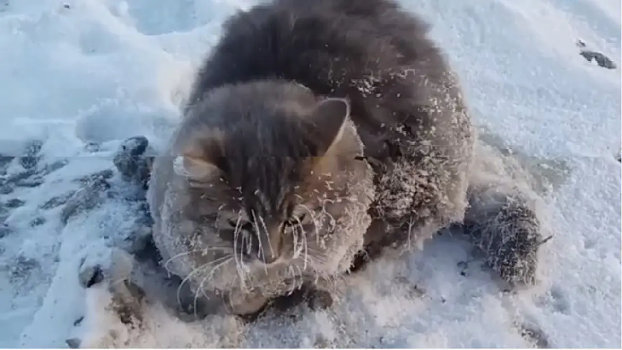 Kucing Membeku Diselamatkan Warga