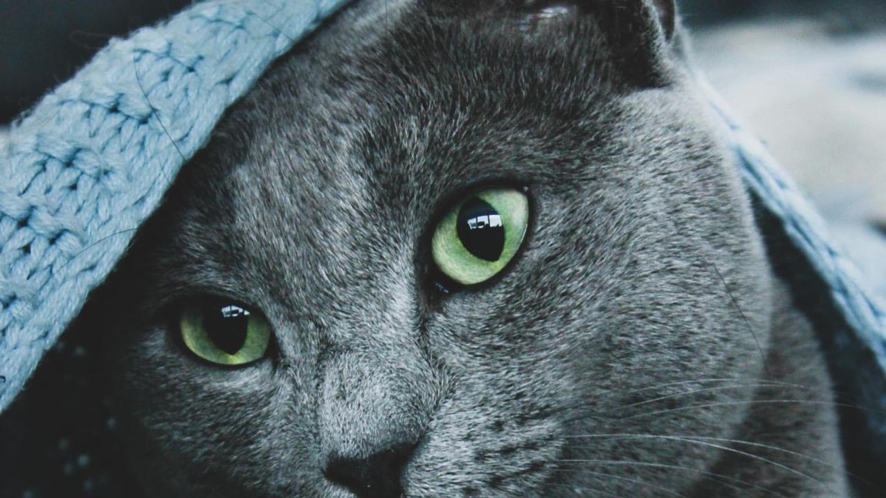 Kucing memiliki berbagai jenis yang memiliki ciri khas unik, salah satunya adalah kucing dengan ekor yang melengkung atau bengkok. Fenomena ini telah menjadi sorotan banyak penggemar kucing dan peneliti hewan. Kucing-kucing ini memiliki pesona tersendir
