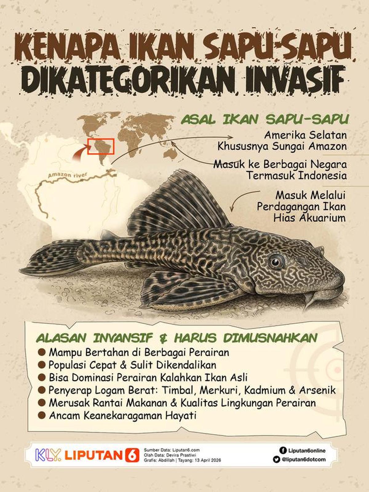 Infografis Kenapa Ikan Sapu-Sapu Dikategorikan Invasif. (Liputan6.com/Abdillah)