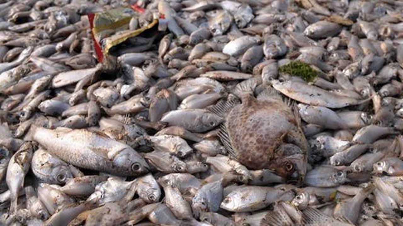 Ahok: Ikan mati di Ancol layak konsumsi karena cuma habis napas