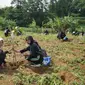 Ratusan mahasiswa menanam berbagai jenis pohon buah, mulai dari durian, sawo, mangga, alpukat, hingga kelengkeng, di pedesaan Kudus. (Liputan6.com/ Dok Ist)