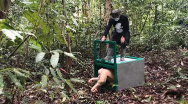 Orangutan albino bernama Alba dirilis oleh petugas Yayasan BOS di Taman Nasional Bukit Baka Bukit Raya Katingan, Kalimantan Tengah, Rabu (19/12). Alba merupakan orangutan betina hasil penyelamatan BKSDA Kalteng pada 29 April 2017. (AP Photo/Andi Jatmiko)