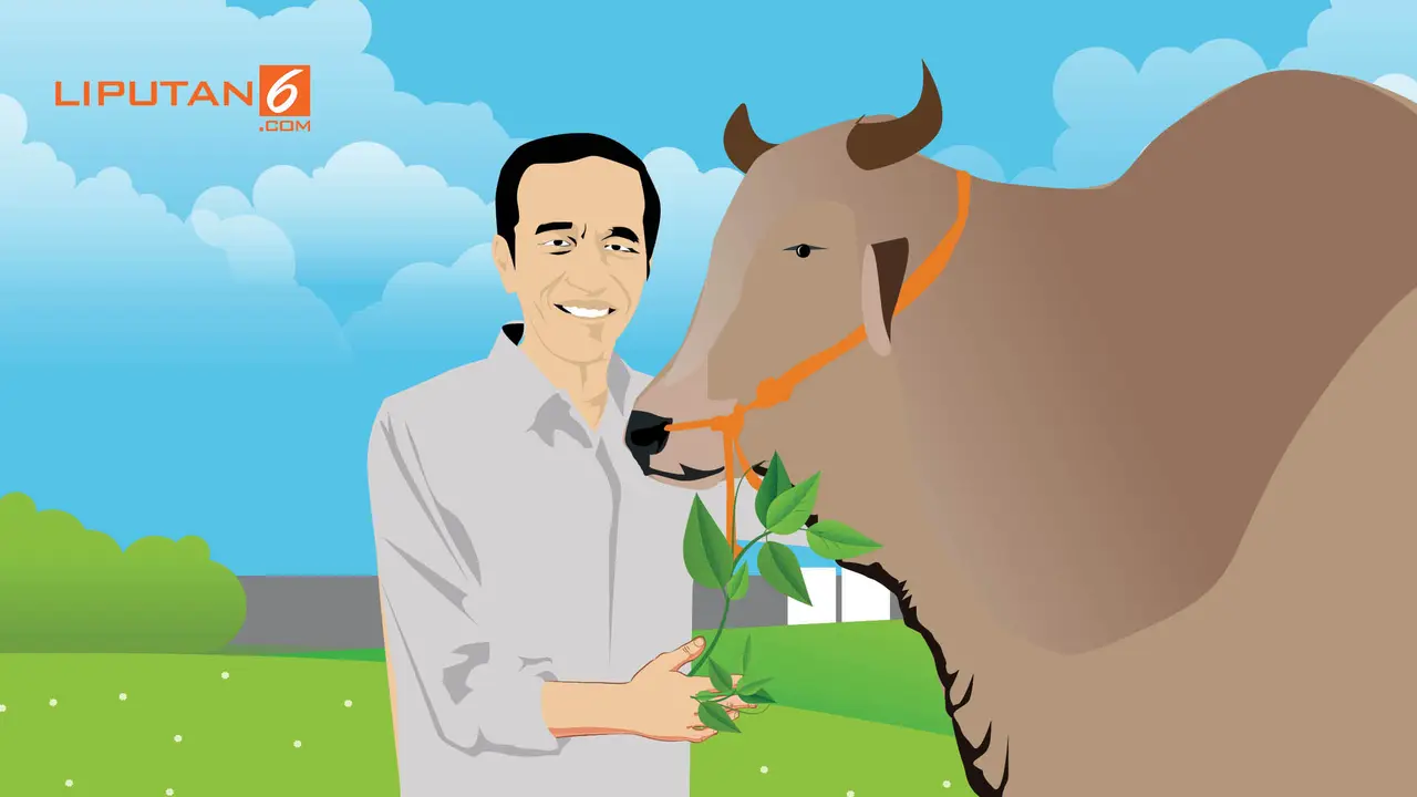 Banner Infografis Sapi Jokowi