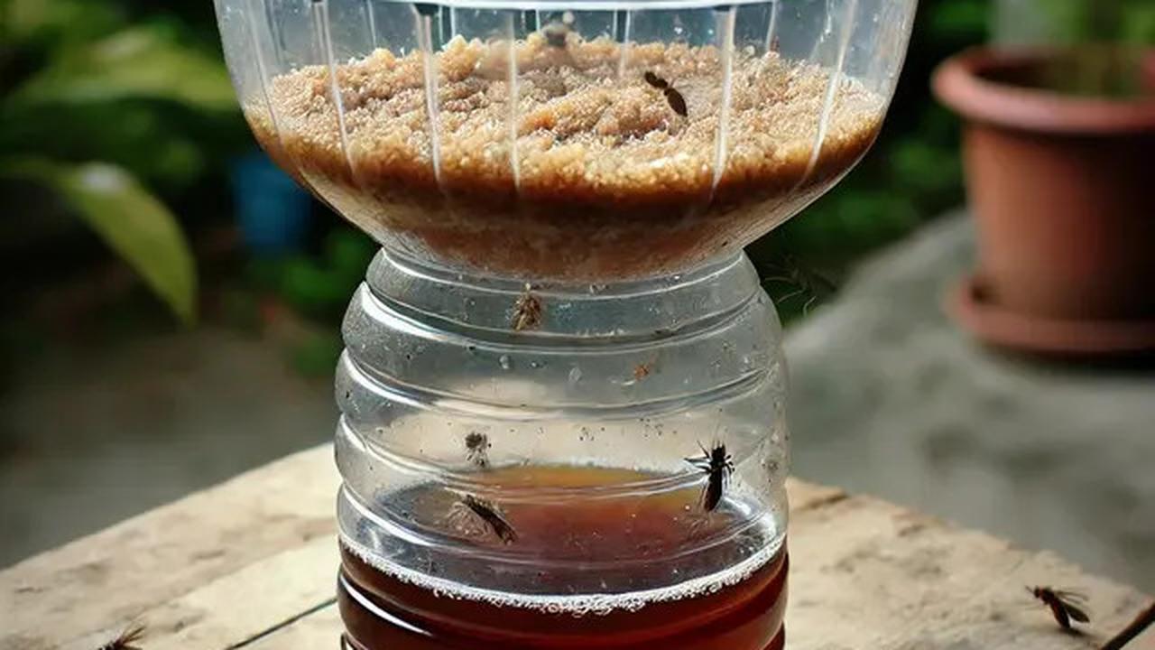 5 Cara Ampuh Membasmi Nyamuk Saat Musim Hujan, Rumah Bebas Gigitan