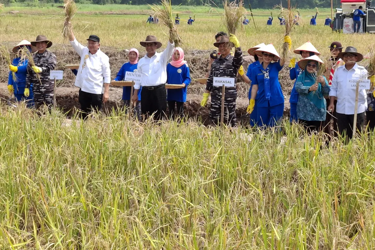 Mentan Andi Amran dan Wakasal Laksamana Madya TNI Erwin saat penen raya padi dan jagung di Pangkalan Utaman TNI AL Lampung. Foto : (Liputan6.com/Ardi).
