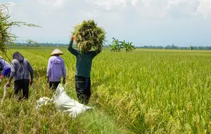 Produksi Beras RI Diprediksi Cuma Naik 0,01% Hingga September 2026