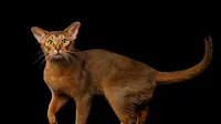 Ras Kucing Abyssinian/Shutterstock.