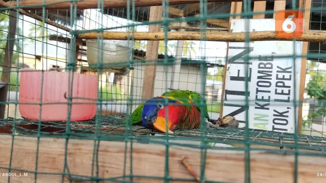 Burung perkici dora yang disita dari tangan warga di Desa Tirto Asti, Kecamatan Taluditi, Kabupaten Pohuwato. (Arfandi/Liputan6.com)