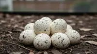 8 Tips Aman Memindahkan Telur Ular Sanca yang Ditemukan di Sekitar Rumah