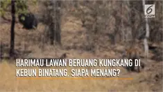 Seorang Pemandu Wisata merekam pertarungan antara harimau dan beruang kungkang di Taman Nasional Tadoba, Maharashtra, India.