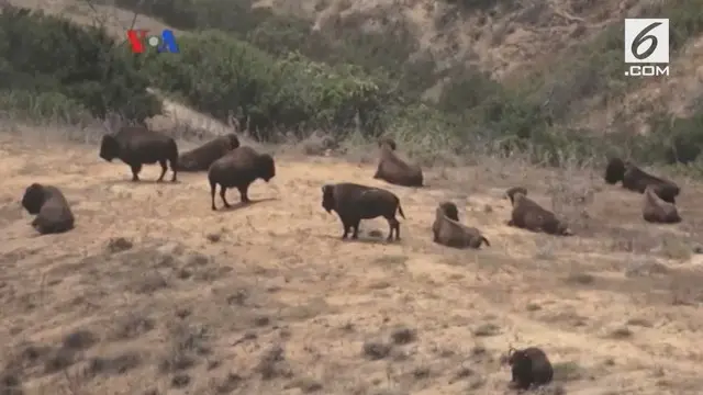 Keunikan bison menjadi daya tarik tersendiri bagi industri pariwisata di pulau Santa Catalina, negara bagian California. VOA