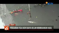 Pencarian tiga ekor buaya di Kali Grogol, Latumenten Raya, Jakarta Barat, belum berhasil. Petugas imbau masyarakat tak melempari buaya agar bisa ditangkap.