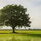 Pohon Pelindung Sawah agar Burung Tidak Merusak Tanaman Padi (AI Generated)
