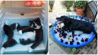 Kucing dan anjing hindari panas (Sumber: Boredpanda)