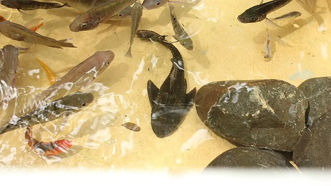 Cara Mengolah Ikan Sapu-Sapu Jadi Pakan Ternak, Berkualitas Tinggi