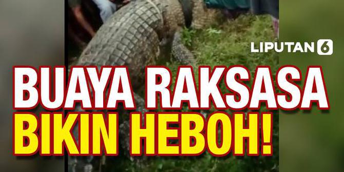 VIDEO: Heboh! Detik-Detik Penyelamatan Buaya Raksasa Berkalung Ban