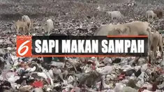 Ironis, sisa makanan yang bisa jadi tidak sehat justru dikonsumsi oleh hewan ternak ini.