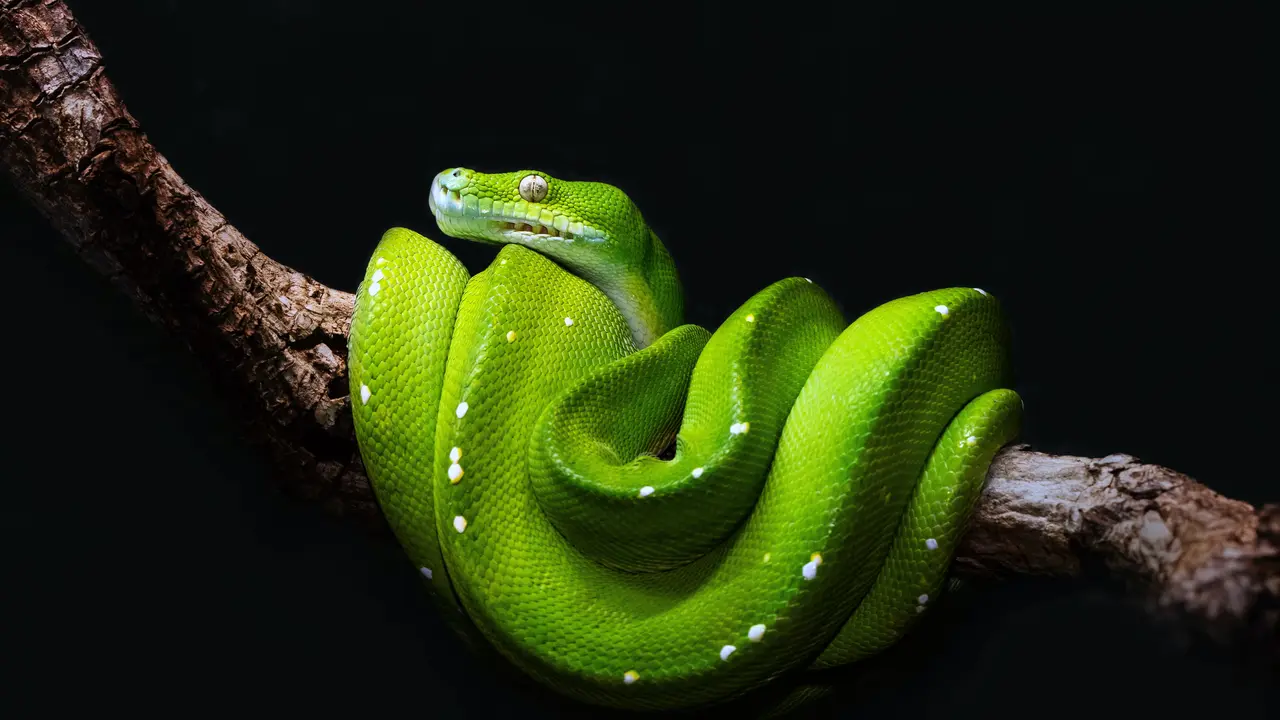 ular