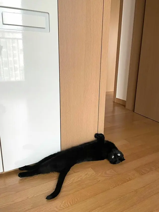 Tak Selalu Seram, 7 Tingkah Kucing Hitam ini Justru Menggemaskan
