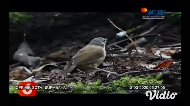 Keindahan alam Banyuwangi tak hanya menyuguhkan lahan hijau dengan ragam jenis tanaman, melainkan pula dengan sejumlah binatang istimewa yang menjadi daya tarik tersendiri bagi siapa yang mengunjungi. Salah satunya adalah burung liar langka.