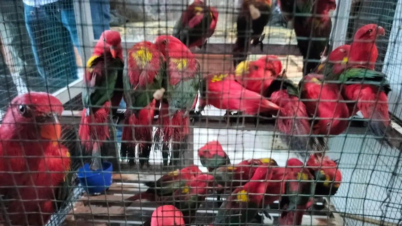 Sebanyak 50 ekor burung Kasturi Ternate (Lorius Garrulus) berhasil diselamatkan dari aksi peredaran ilegal pada, Rabu (15/1/2025).