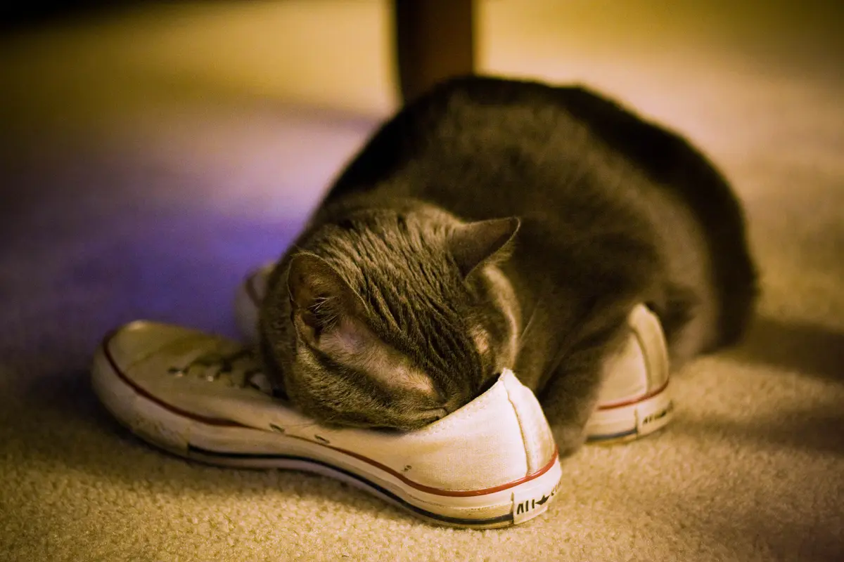 Sepatu Kamu Bau Busuk? Atasi dengan Cara Ini