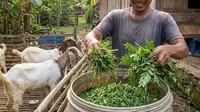 Cara Membuat Kebun Pakan Ternak Sendiri, Tanaman Hemat dan Cepat Tumbuh