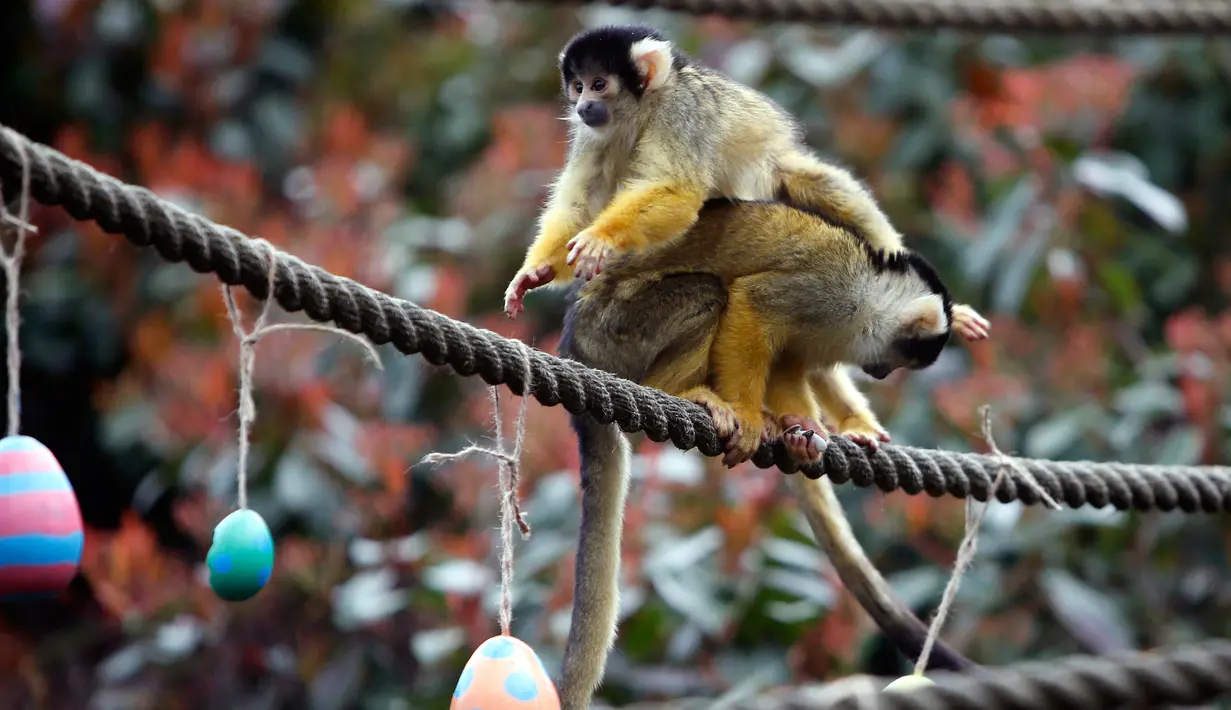 Seekor monyet tupai manaiki tubuh pasangannya ketika berebut telur Paskah yang berisi cacing dan biji-bijian di Kebun Binatang London, Inggris, Kamis (29/3). (AP Photo/Alastair Grant)