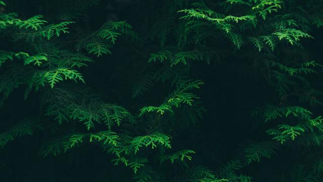 Background Presentasi Green