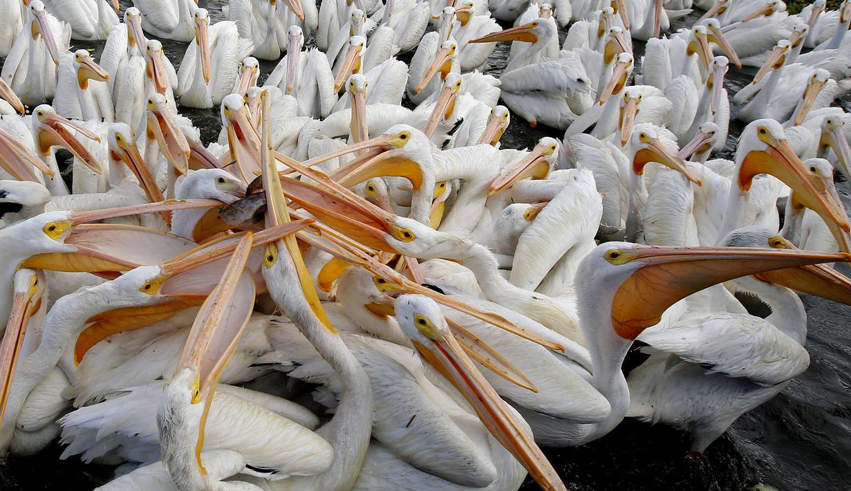 Kawanan pelikan putih, salah satu burung terbesar di Kanada dan AS, terlihat di pantai laguna Chapala di Cojumatlan de Regules, Meksiko, pada 28 Januari 2022. Pelikan putih melakukan perjalanan ribuan kilometer bermigrasi dari suhu dingin Amerika Utara. (ULISES RUIZ / AFP)