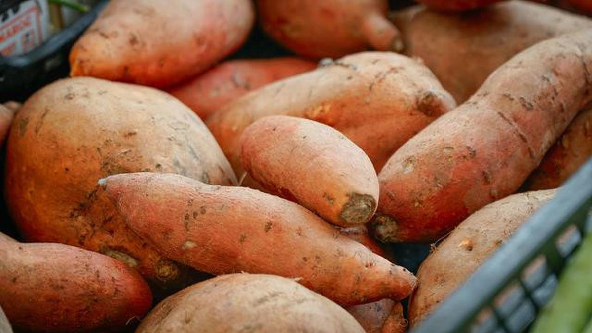 Manfaat Ubi Jalar untuk Sarapan, Cocok untuk Diet Optimal