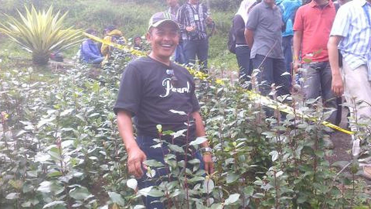 Warga Cisarua tanam pohon khat karena menjanjikan