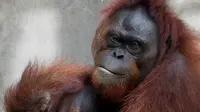 Para orangutan ini mengikuti proses adaptasi lebih dulu sebelum kembali ke alam liar dan hidup mandiri.