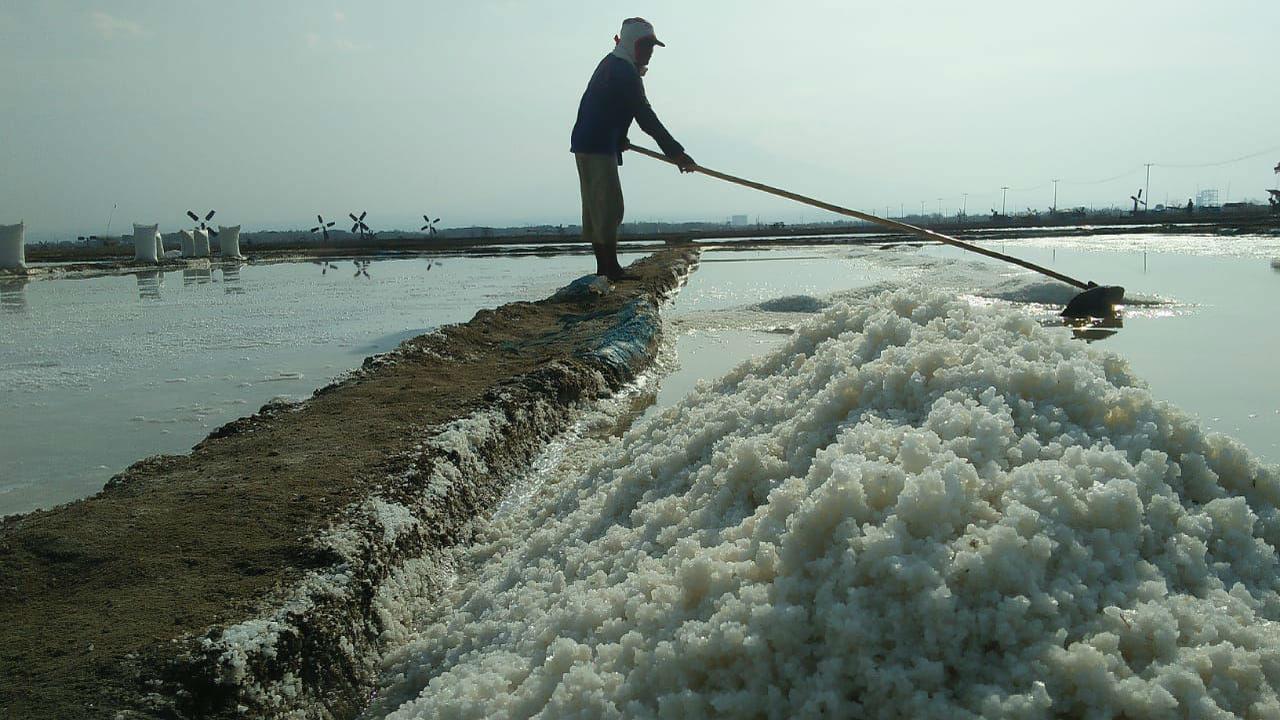 Ironis Harga Garam Cirebon Anjlok Rp 100 per Kg
