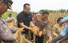 Polda Papua Tengah Panen Jagung Raya, Perkuat Ketahanan Pangan Nasional di Tanah Papua