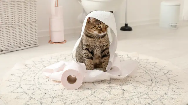 Kucing Bermain Tisu