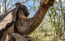 9 Hewan Langka dan Aneh yang Hanya Hidup di Kepulauan Galapagos