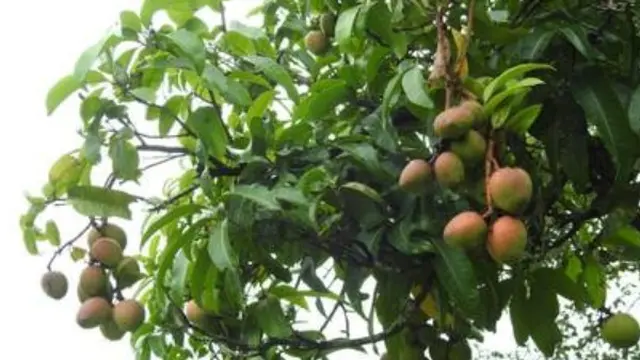 Inovasi Unik, Petani Ini Ciptakan Mangga Berbentuk Seperti Apel dan Rasanya Seperti Pisang