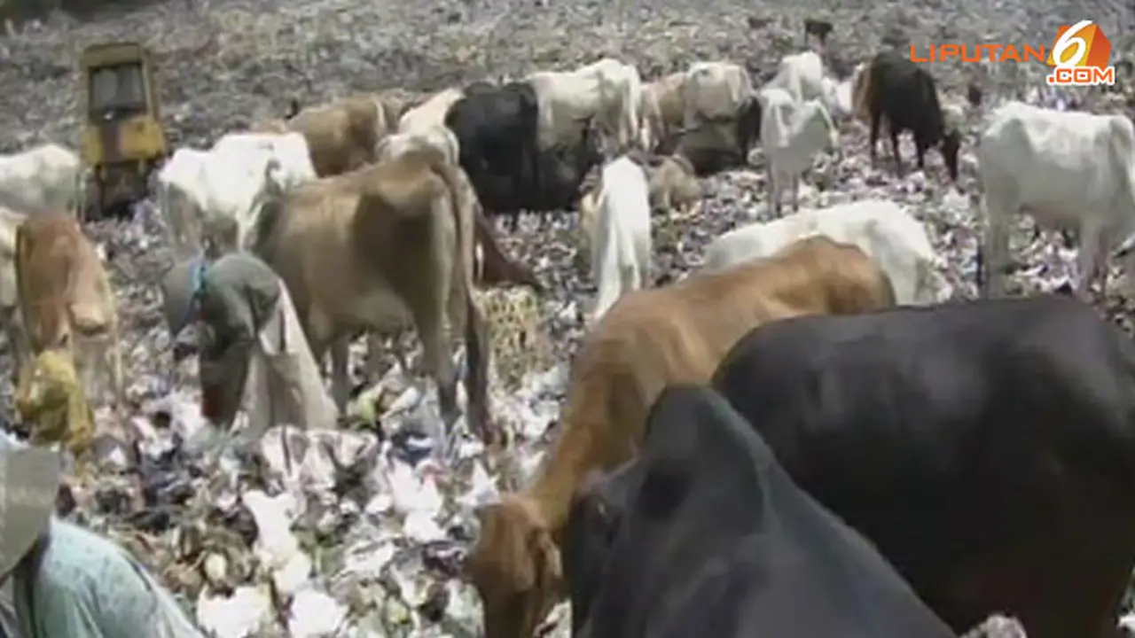 sapi-sampah-130926b.jpg