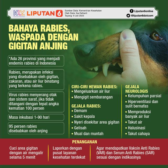 Infografis rabies