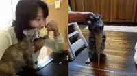 9 Potret Nyeleneh Perjuangan Kucing saat Rebutan Makanan dengan Manusia Ini Kocak