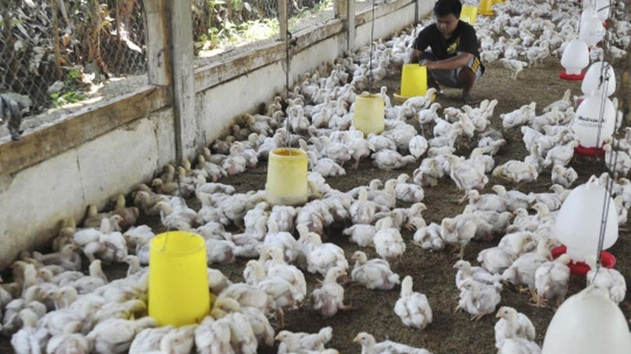 Gejolak kenaikan harga daging ayam tak berdampak kepada peternak