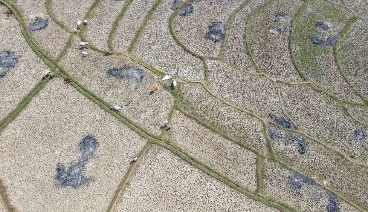 Warga menggembala hewan ternaknya pada sawah yang retak akibat kekeringan di kawasan Weninggalih, Jonggol, Jawa Barat, Selasa, 25 Agustus 2026. (KLY/ Arie Basuki)