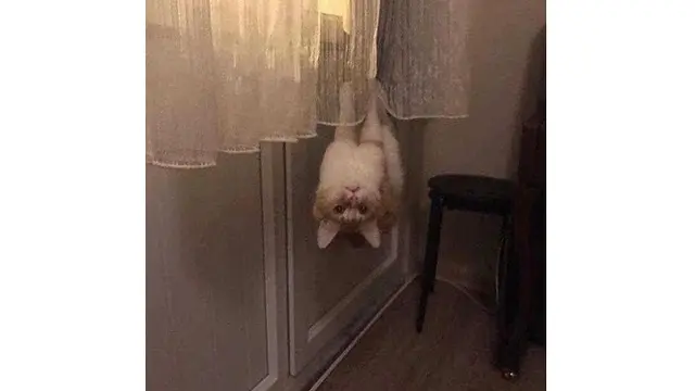 Potret 6 Kucing Bergaya Bak Spiderman Ini Bikin Tepuk Jidat