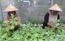 FOTO: Membuat Lahan Pertanian Produktif dari Pemanfaatan Bekas Tempat Penampungan Sampah