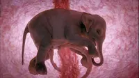 Anak gajah dalam rahim. (Sumber: Brightside)