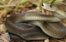 Misteri Ular Black Mamba, Mengapa Dinamakan 'Black' Tapi Tidak Berwarna Hitam?